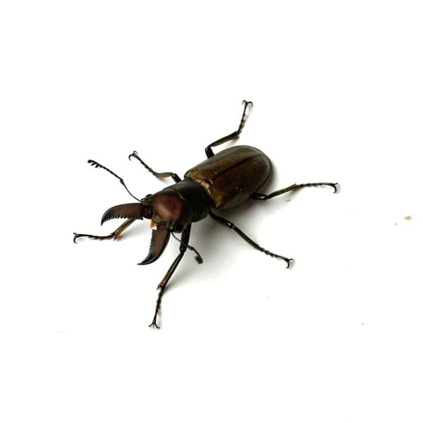 蒙特涅細身赤鍬形蟲 ♂34mm 成對