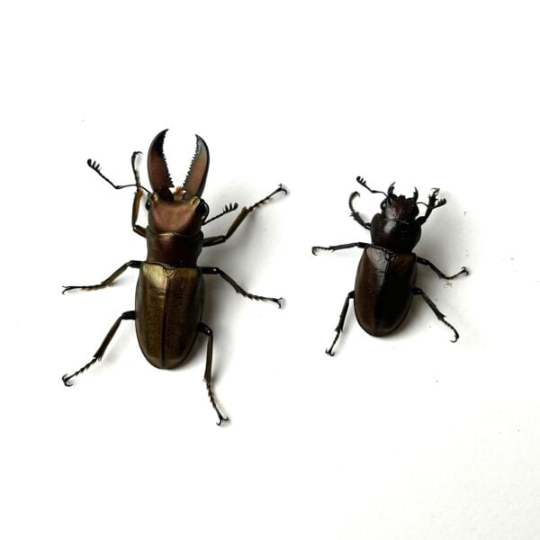 蒙特涅細身赤鍬形蟲 ♂36mm 成對