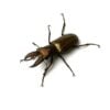 蒙特涅細身赤鍬形蟲 ♂36mm 成對