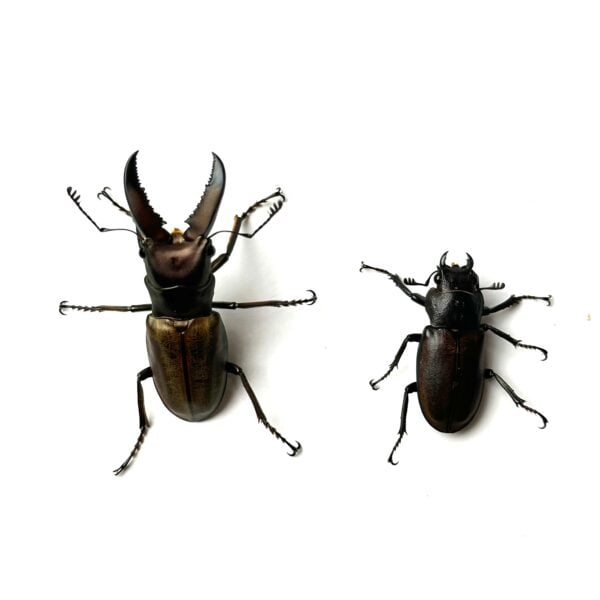 蒙特涅細身赤鍬形蟲 ♂40mm 成對