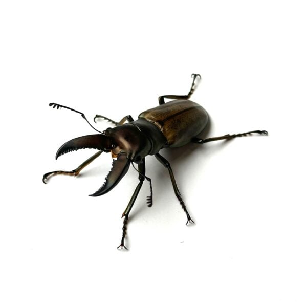蒙特涅細身赤鍬形蟲 ♂40mm 成對