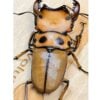 螃蟹鍬形蟲  ♂54mm 成對
