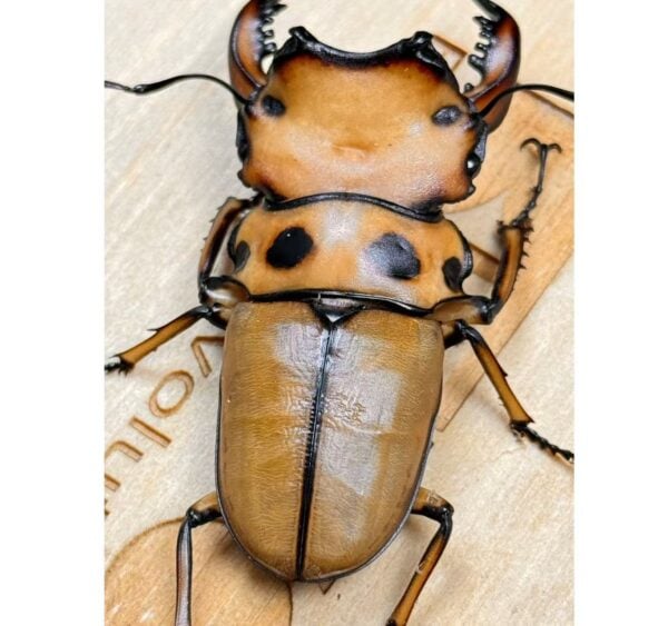 螃蟹鍬形蟲  ♂54mm 成對
