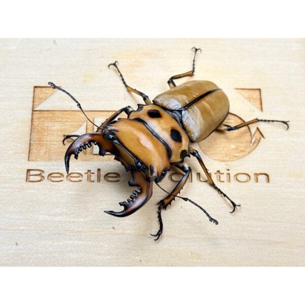 螃蟹鍬形蟲  ♂54mm 成對