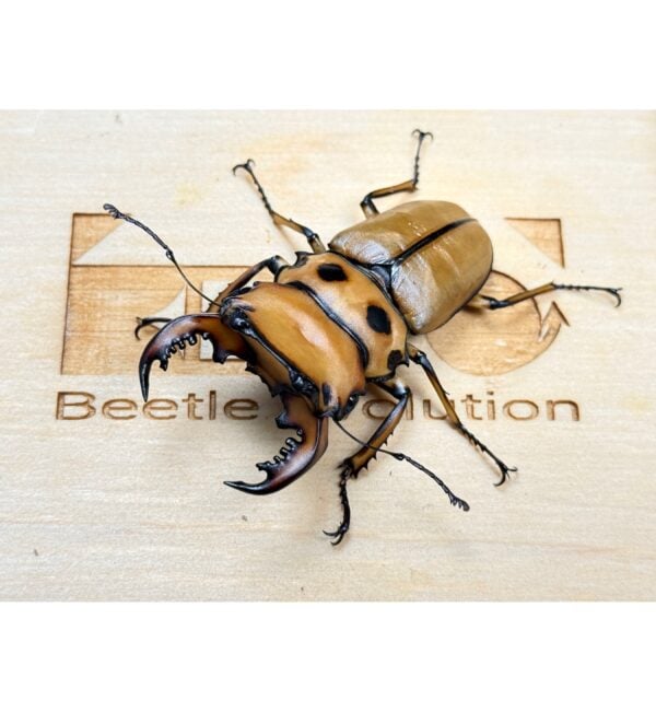 螃蟹鍬形蟲  ♂54mm 成對