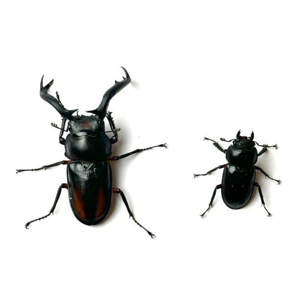 雲頂鹿角鍬形蟲（82mm大型後代）♂75mm 成對