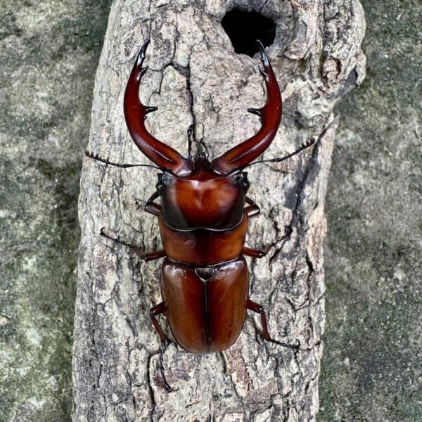 惡石島鋸鍬形蟲 ♂65mm 成對