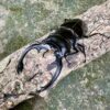 英特梅迪亞鬼豔鍬形蟲 ♂91mm 成對