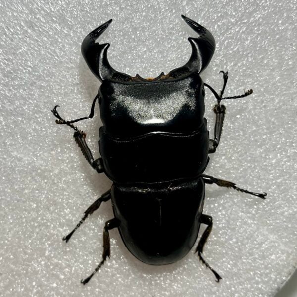 牛頭扁鍬形蟲 (東爪哇產) ♂81mm 單公