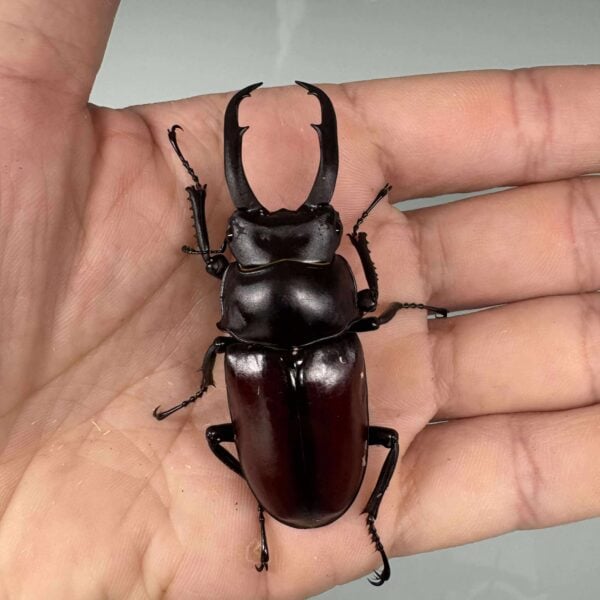 登奇爾刀鍬形蟲 ssp (天然品)♂64mm 一公兩母