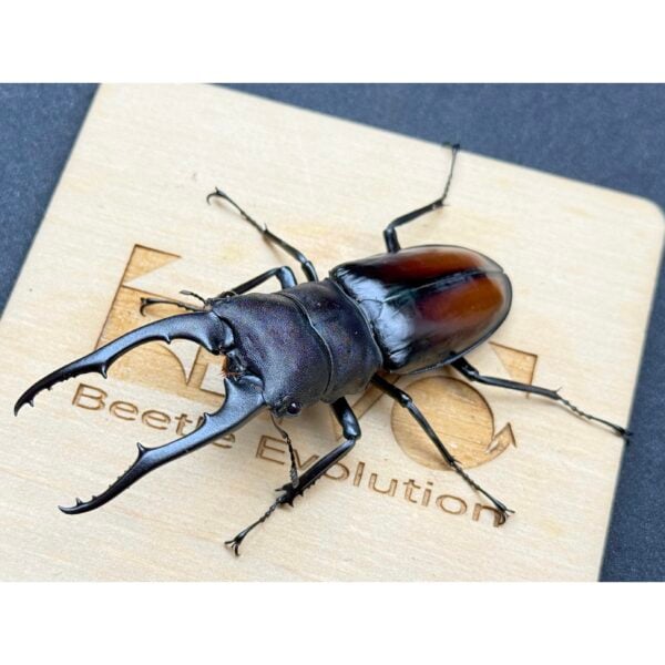 紅六節叉角鍬形蟲 ♂84mm 單公