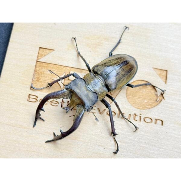 藏深山鍬形蟲（迪慶）♂64mm WD成對