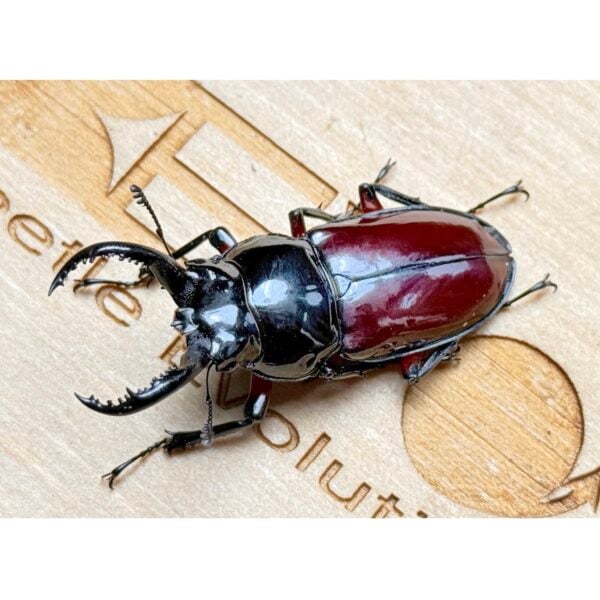 紅背漆黑鹿角鍬形蟲  ♂63mm 成對