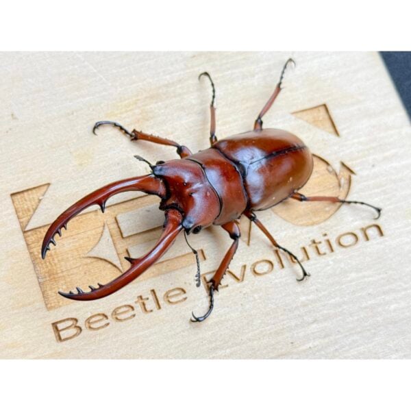 血紅兩點鋸鍬形蟲  ♂63mm WD成對