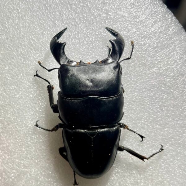 牛頭扁鍬形蟲 (東爪哇產) ♂83mm 單公