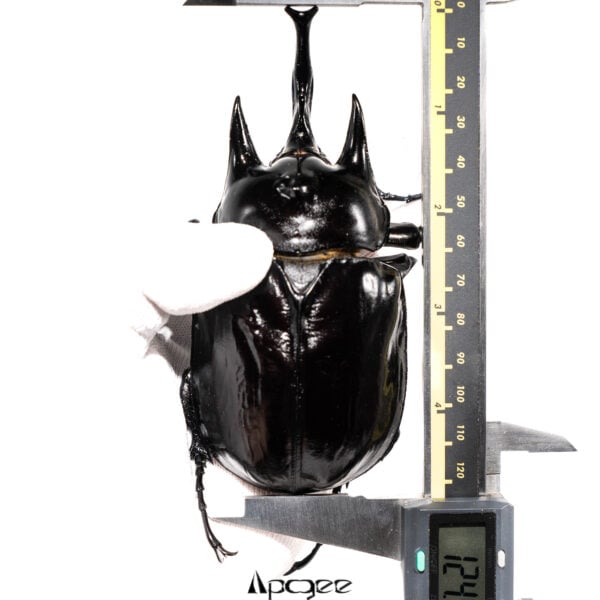亞克提恩大兜蟲 大型親代♂124mm♀84mm L1 5隻一組 A組