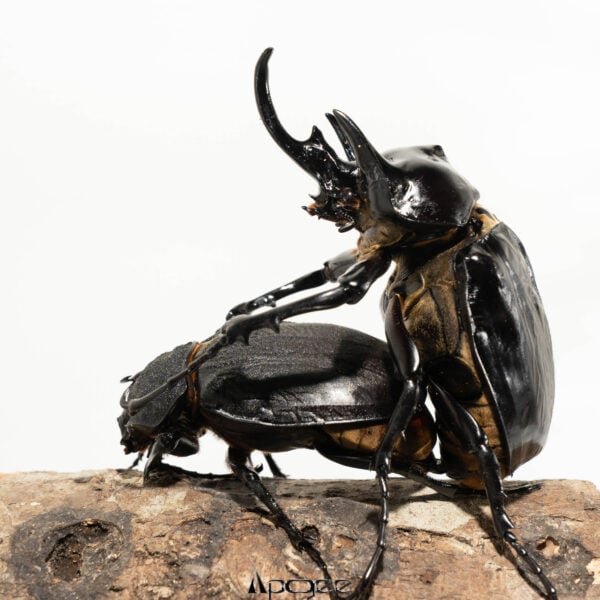 亞克提恩大兜蟲 大型親代♂124mm♀84mm L1 5隻一組 B組