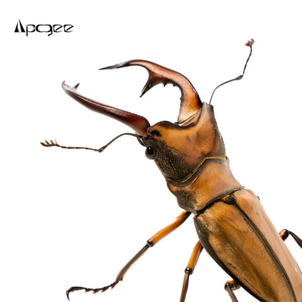 阿拉蓋瑞細身赤鍬形蟲 ♂62mm  L1 L2 5隻一組 A組