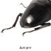 亞齊巨扁鍬形蟲（kuni989 X KDT)♂99mm 單公