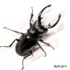 英特梅迪亞鬼豔鍬形蟲 ♂94mm 一公兩母