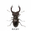 猶太深山鍬形蟲 LCJ ♂91mm 單公 (已使用）
