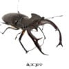 猶太深山鍬形蟲 LCJ ♂91mm 單公 (已使用）