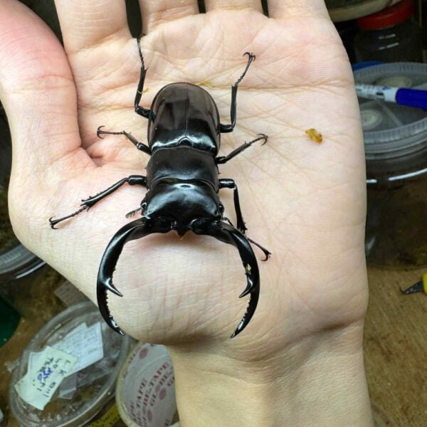 金剛大鹿角鍬形蟲 緬甸亞種(天然品，活力絕佳) 72mm成對