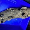 金剛大鹿角鍬形蟲 緬甸亞種(天然品，活力絕佳) 71mm成對