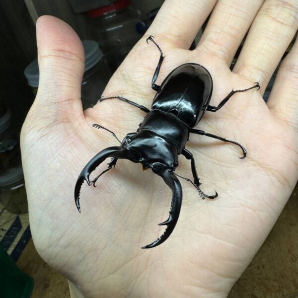 首頁