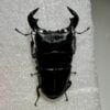 牛頭扁鍬形蟲 (東爪哇產) ♂79mm 單公