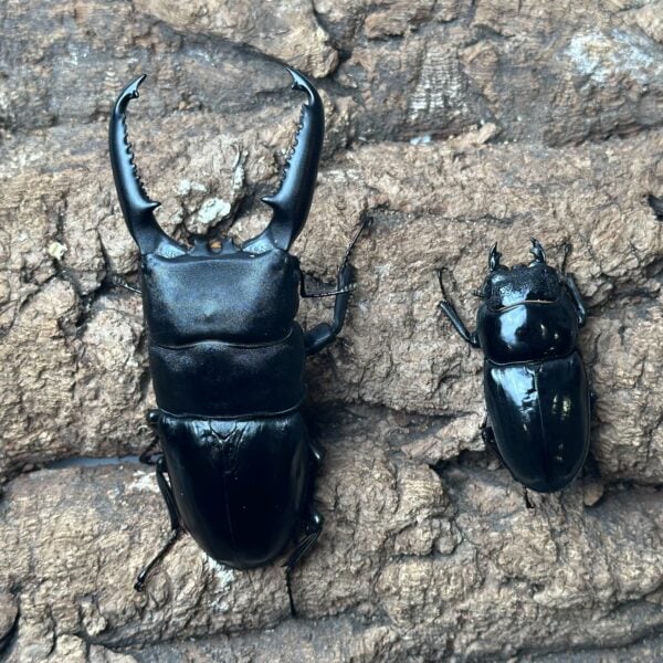 巴拉望巨扁鍬形蟲 ♂108mm 成對