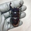 非洲大黑豔鍬形蟲 ♂75mm 成對
