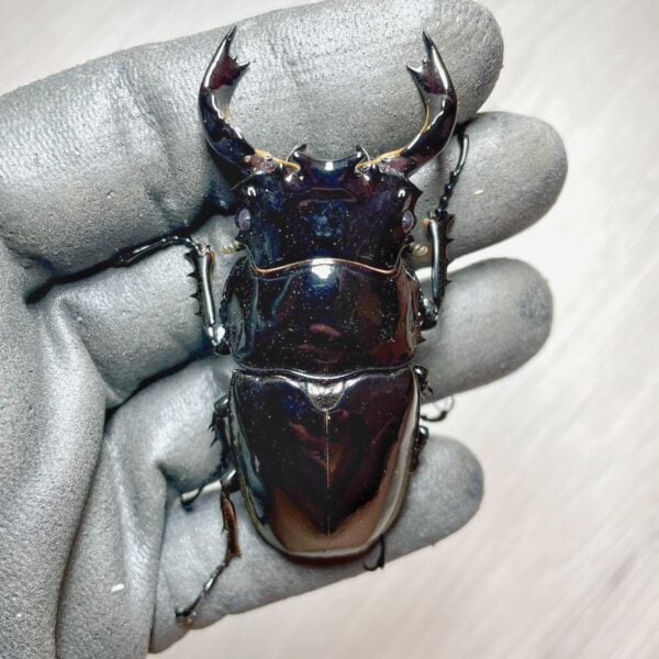 非洲大黑豔鍬形蟲 ♂75mm 成對