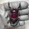 漆赤皇家大黑豔鍬形蟲 ♂72mm 成對