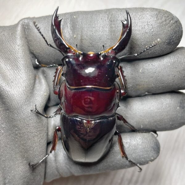 漆赤皇家大黑豔鍬形蟲 ♂72mm 成對