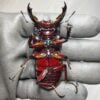 漆赤皇家大黑豔鍬形蟲 ♂72mm 成對