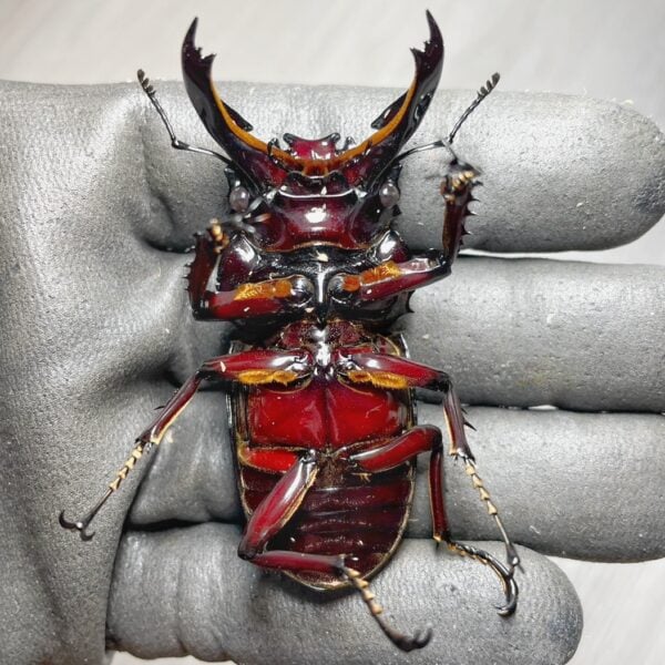 漆赤皇家大黑豔鍬形蟲 ♂72mm 成對
