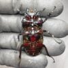 漆赤皇家大黑豔鍬形蟲 ♂72mm 成對