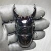 漆赤皇家大黑豔鍬形蟲 ♂77mm 成對