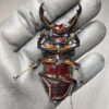 漆赤皇家大黑豔鍬形蟲 ♂77mm 成對