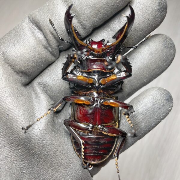 漆赤皇家大黑豔鍬形蟲 ♂77mm 成對