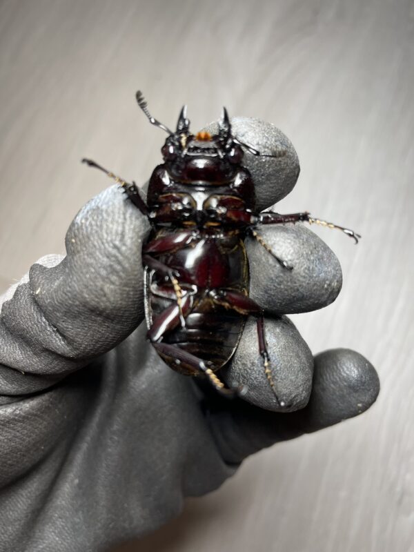 漆赤皇家大黑豔鍬形蟲 ♂77mm 成對