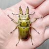 莫瑟里黃金鍬形蟲 ♂56mm 成對