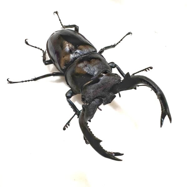 台灣鹿角鍬形蟲（南投.仁愛）♂54.5mm 成對