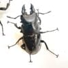 台灣鬼豔鍬形蟲（桃園.復興產）♂82mm   長.中.短牙組合含母