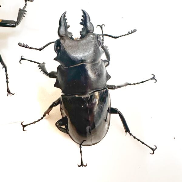 台灣鬼豔鍬形蟲（桃園.復興產）♂82mm   長.中.短牙組合含母