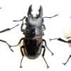 台灣鬼豔鍬形蟲（桃園.復興產）♂82mm   長.中.短牙組合含母