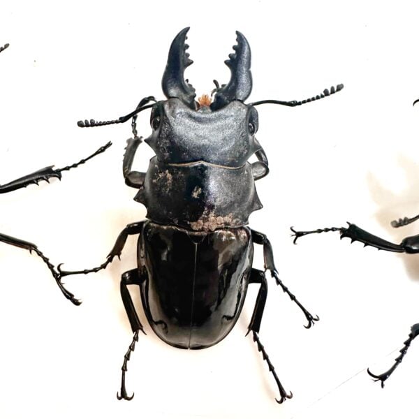 台灣鬼豔鍬形蟲（桃園.復興產）♂82mm   長.中.短牙組合含母
