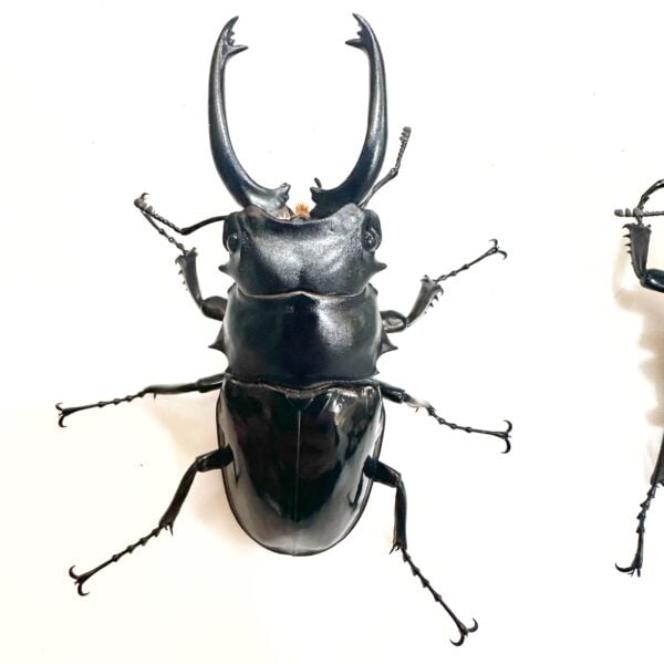 台灣鬼豔鍬形蟲（桃園.復興產）♂82mm   長.中.短牙組合含母