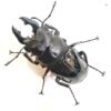 台灣鬼豔鍬形蟲（桃園.復興產）♂78mm   長.中.短牙組合含母